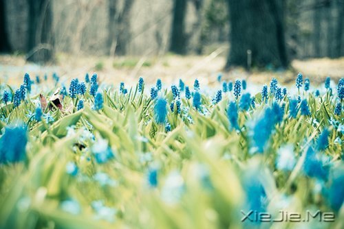 谁捧起花的脸庞,让岁月美的黯然神伤 (5)