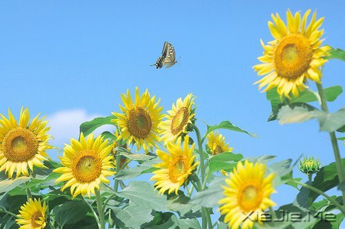 人生感悟:一位老人的九句话 (6)